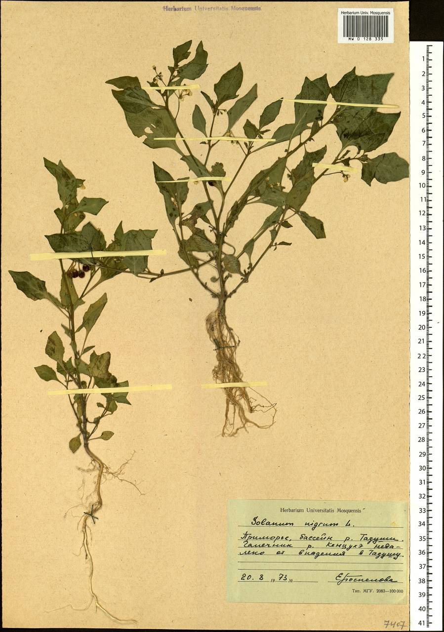 Solanum nigrum L., Siberia, Russian Far East (S6) (Russia)