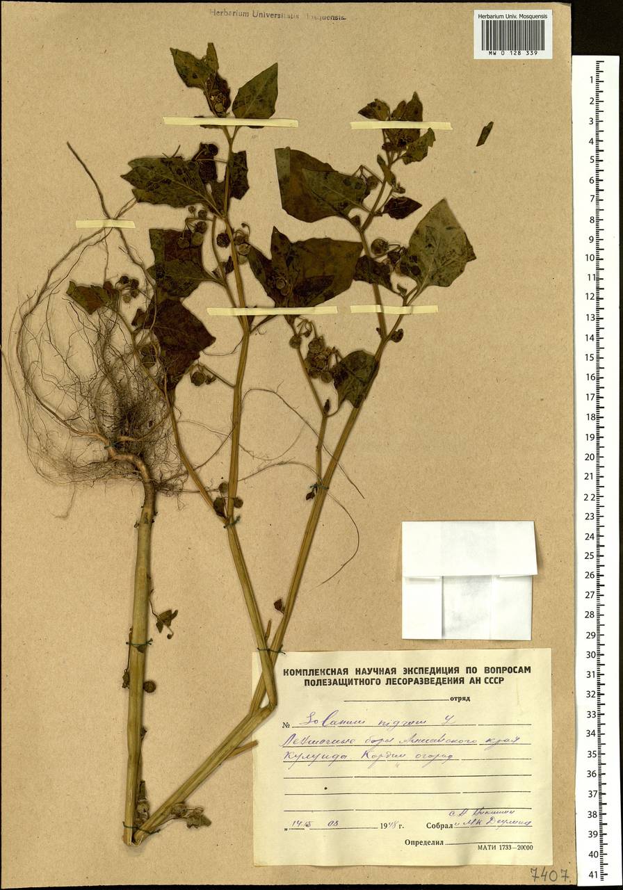 Solanum nigrum L., Siberia, Altai & Sayany Mountains (S2) (Russia)