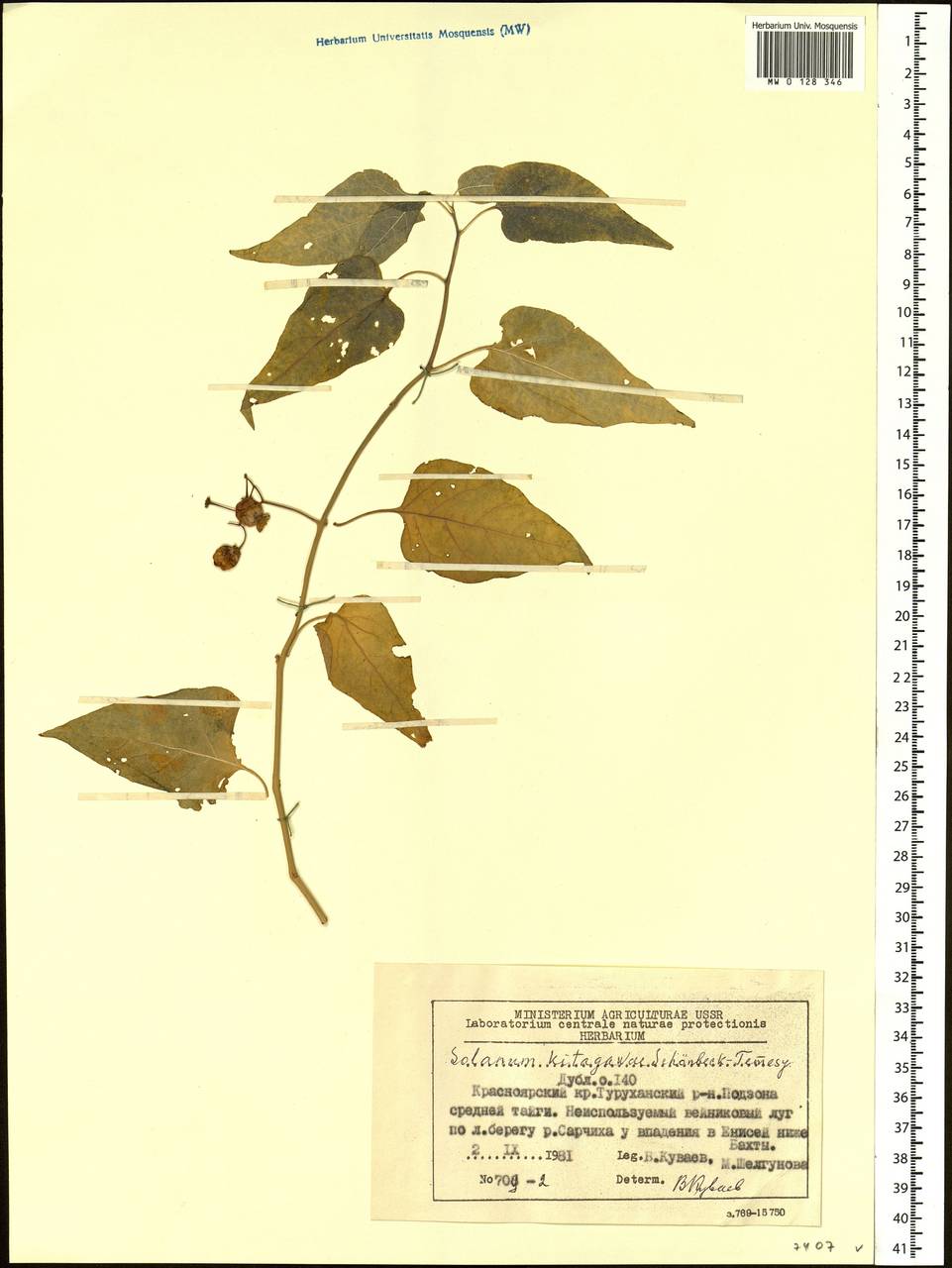 Solanum dulcamara L., Siberia, Central Siberia (S3) (Russia)