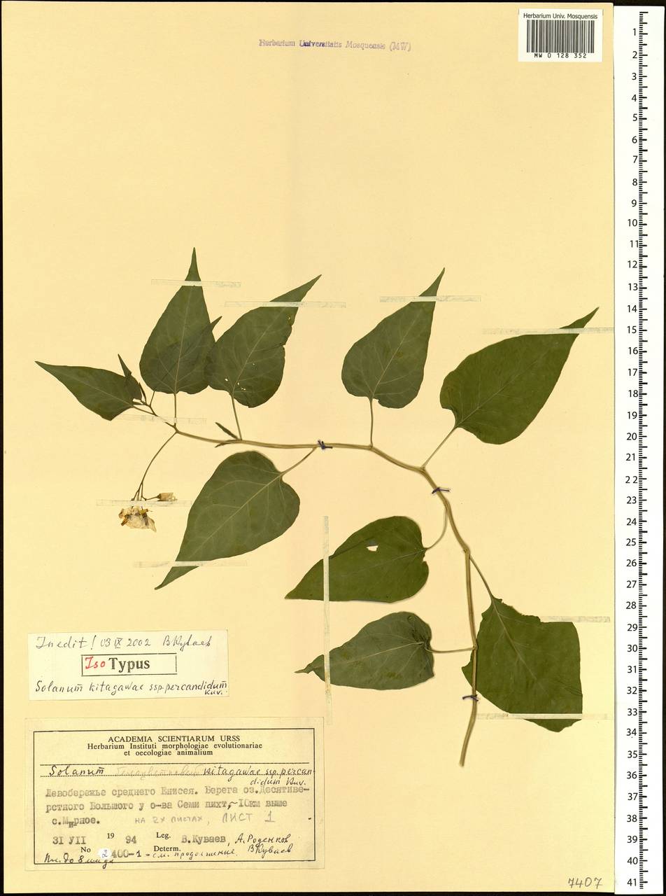 Solanum dulcamara L., Siberia, Central Siberia (S3) (Russia)