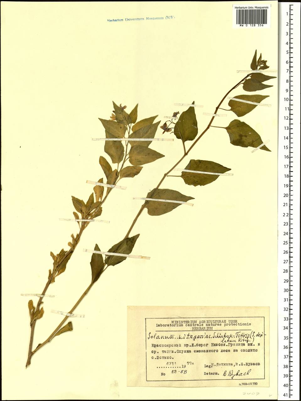 Solanum dulcamara L., Siberia, Central Siberia (S3) (Russia)