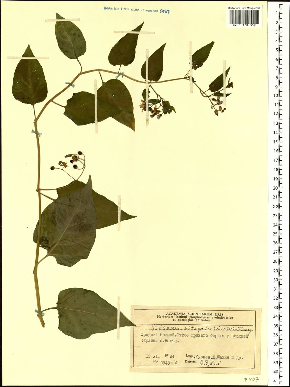 Solanum dulcamara L., Siberia, Central Siberia (S3) (Russia)