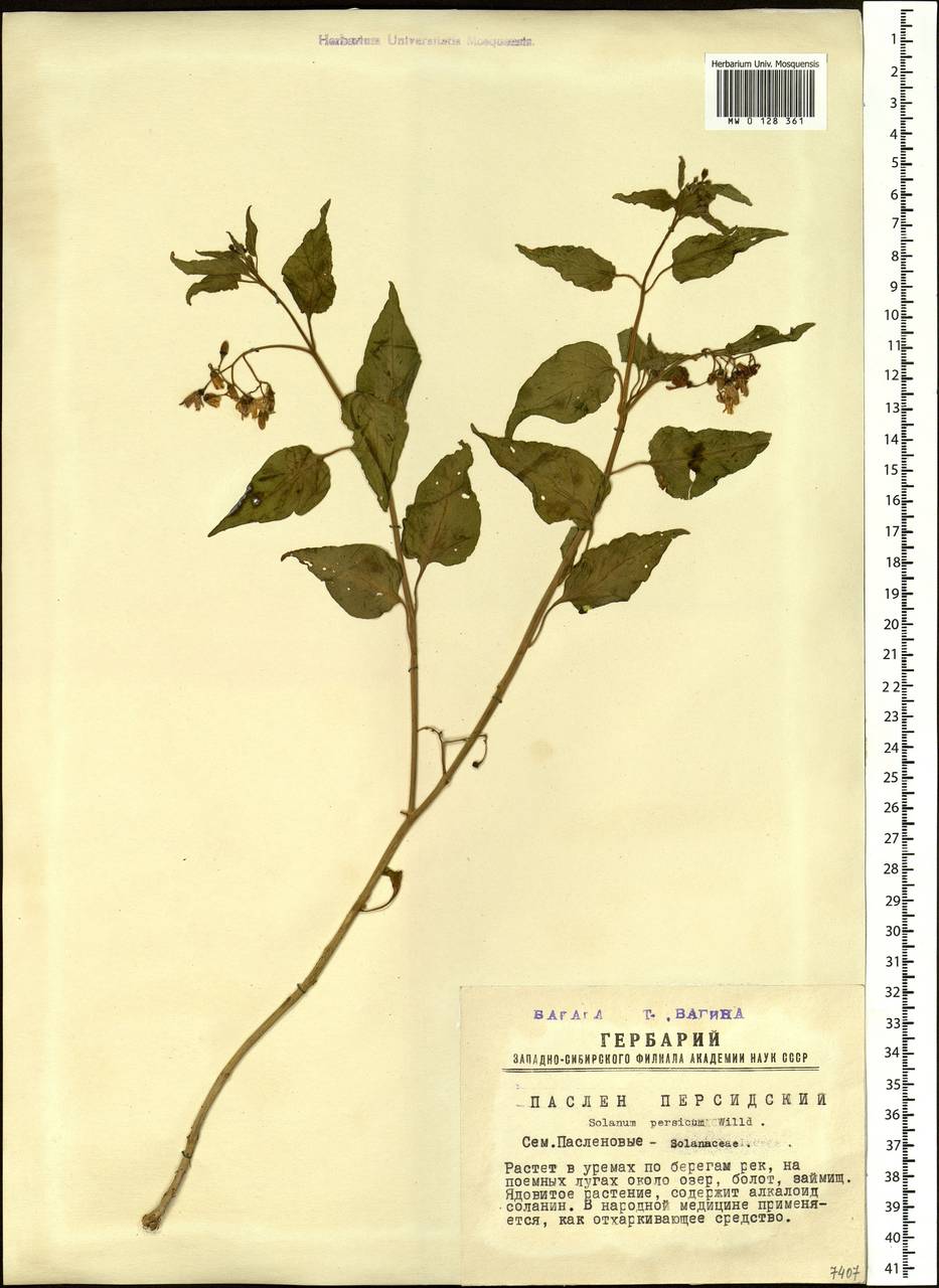 Solanum dulcamara L., Siberia, Western Siberia (S1) (Russia)