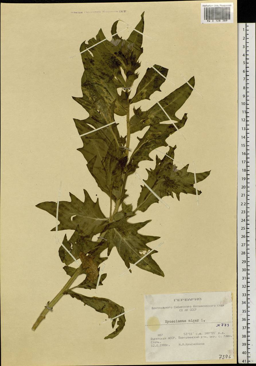 Hyoscyamus niger L., Siberia, Baikal & Transbaikal region (S4) (Russia)