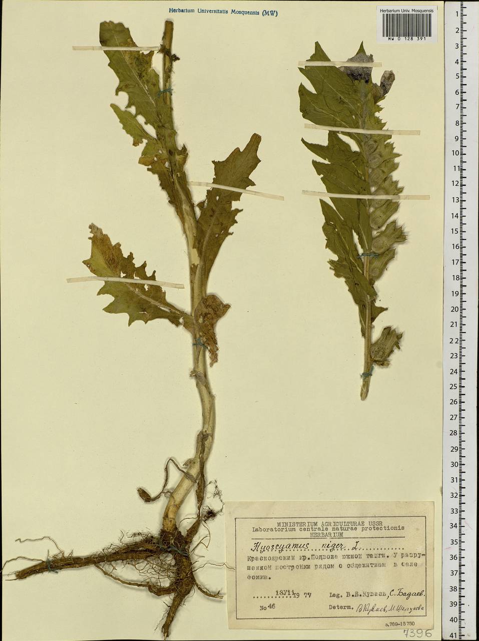 Hyoscyamus niger L., Siberia, Central Siberia (S3) (Russia)