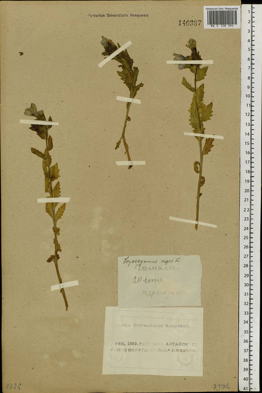 Hyoscyamus niger L., Siberia, Altai & Sayany Mountains (S2) (Russia)