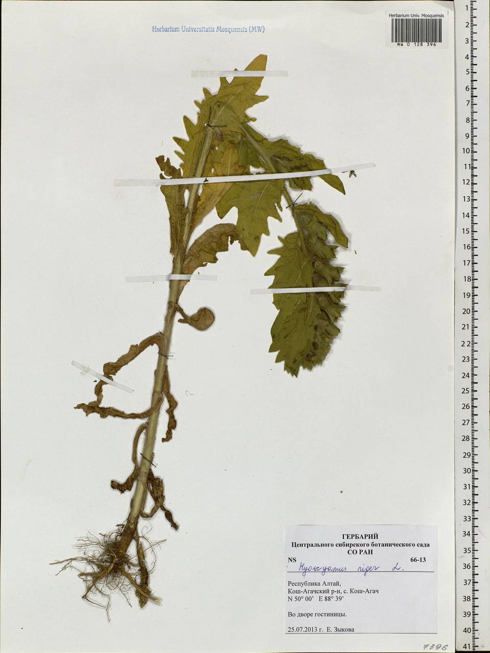 Hyoscyamus niger L., Siberia, Altai & Sayany Mountains (S2) (Russia)