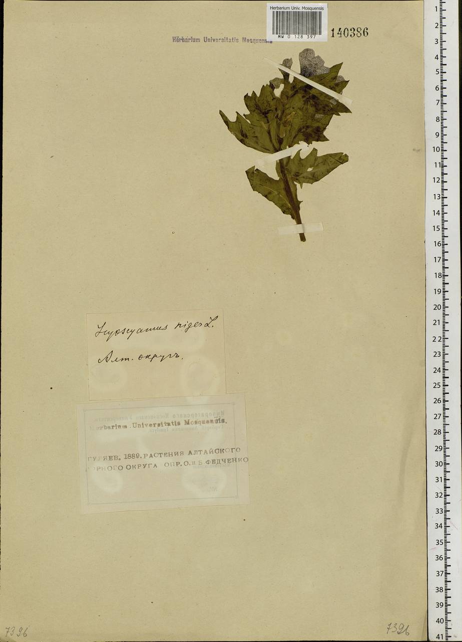 Hyoscyamus niger L., Siberia, Altai & Sayany Mountains (S2) (Russia)