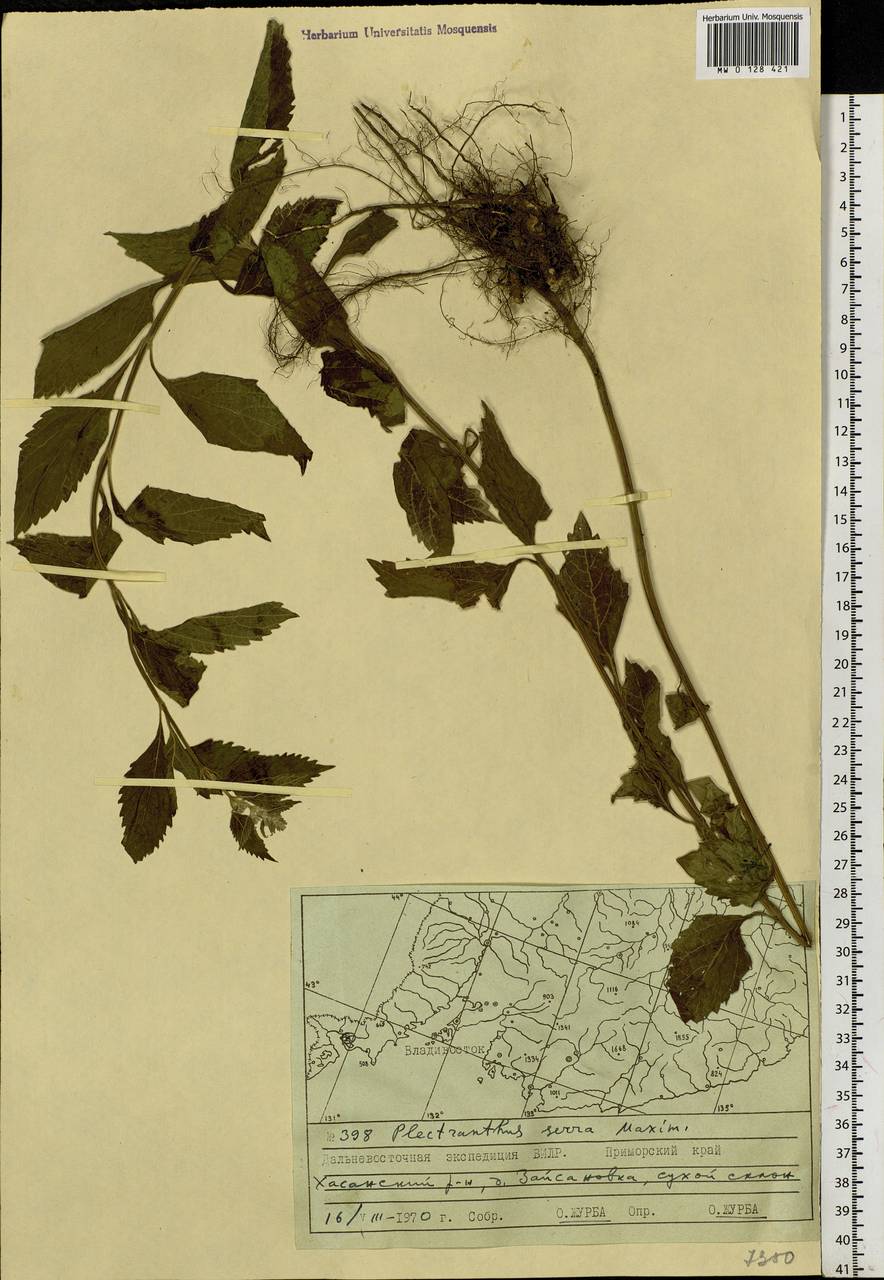 Isodon serra (Maxim.) Kudô, Siberia, Russian Far East (S6) (Russia)