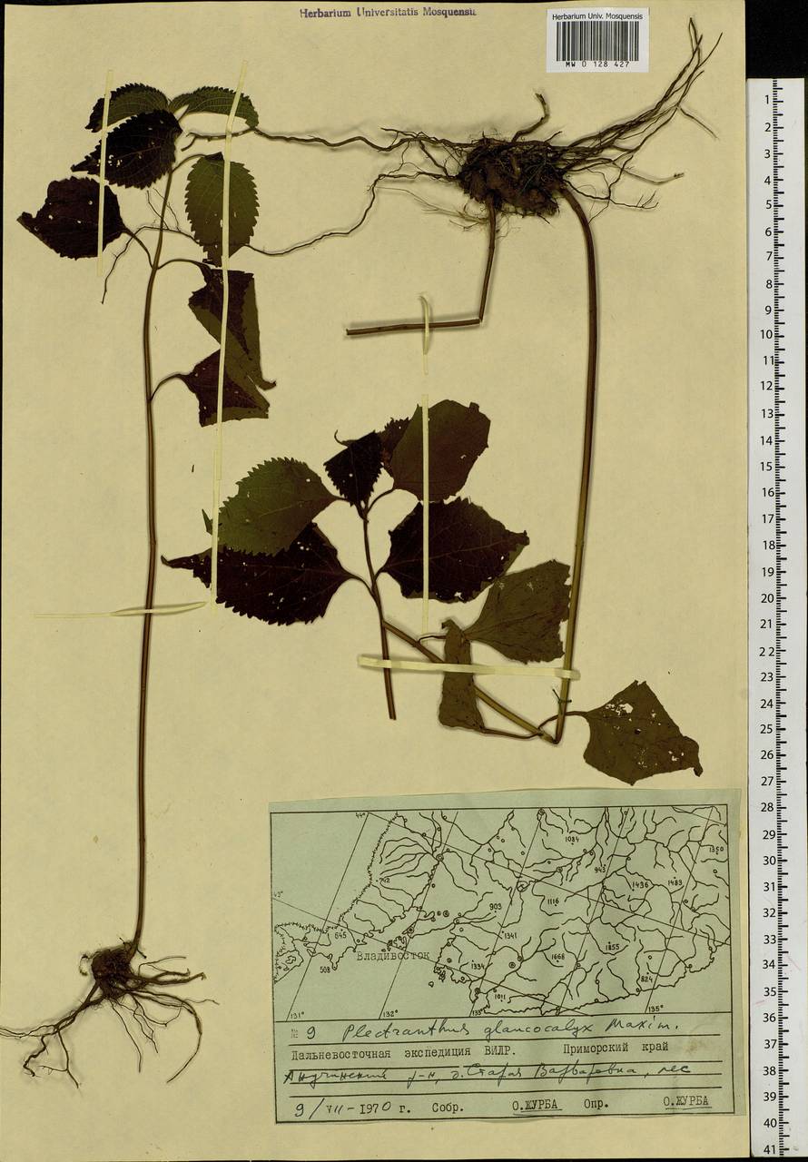 Isodon japonicus (Burm.f.) H.Hara, Siberia, Russian Far East (S6) (Russia)