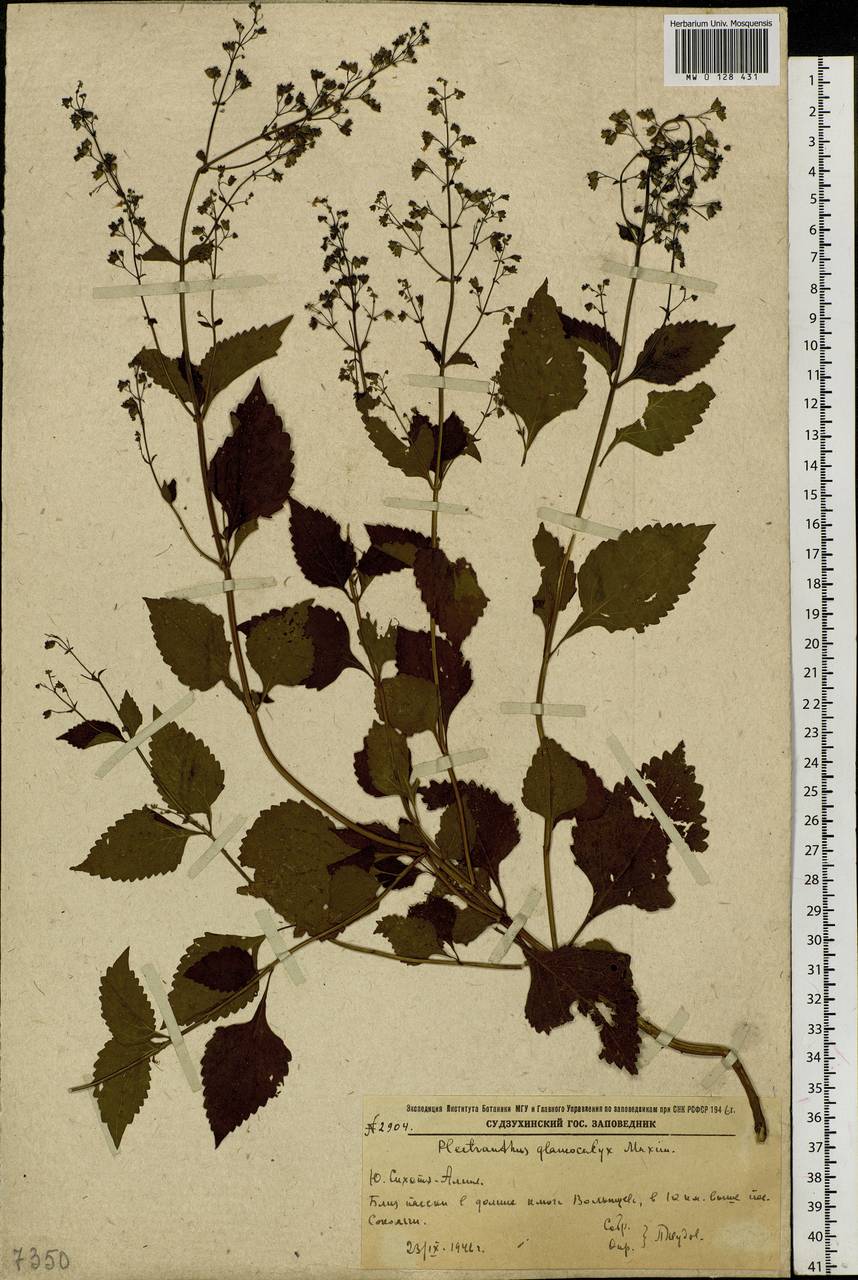 Isodon japonicus (Burm.fil.) H.Hara, Siberia, Russian Far East (S6) (Russia)