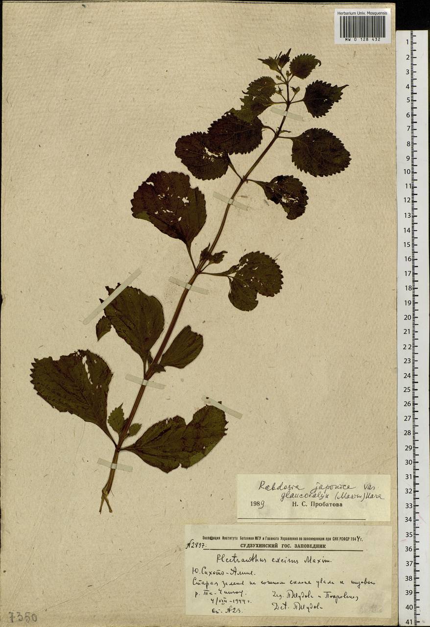 Isodon japonicus (Burm.fil.) H.Hara, Siberia, Russian Far East (S6) (Russia)