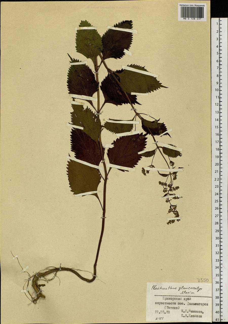 Isodon japonicus (Burm.f.) H.Hara, Siberia, Russian Far East (S6) (Russia)