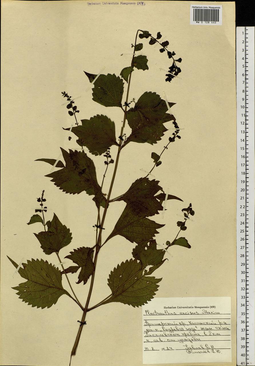 Isodon excisus (Maxim.) Kudô, Siberia, Russian Far East (S6) (Russia)