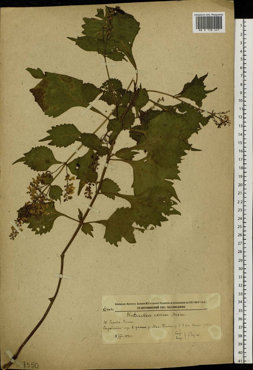 Isodon excisus (Maxim.) Kudô, Siberia, Russian Far East (S6) (Russia)