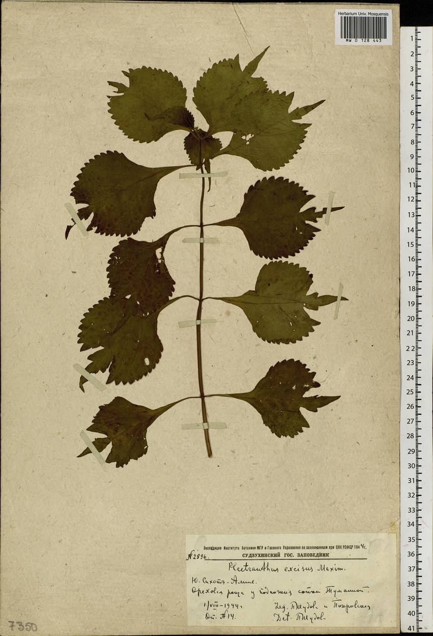 Isodon excisus (Maxim.) Kudô, Siberia, Russian Far East (S6) (Russia)