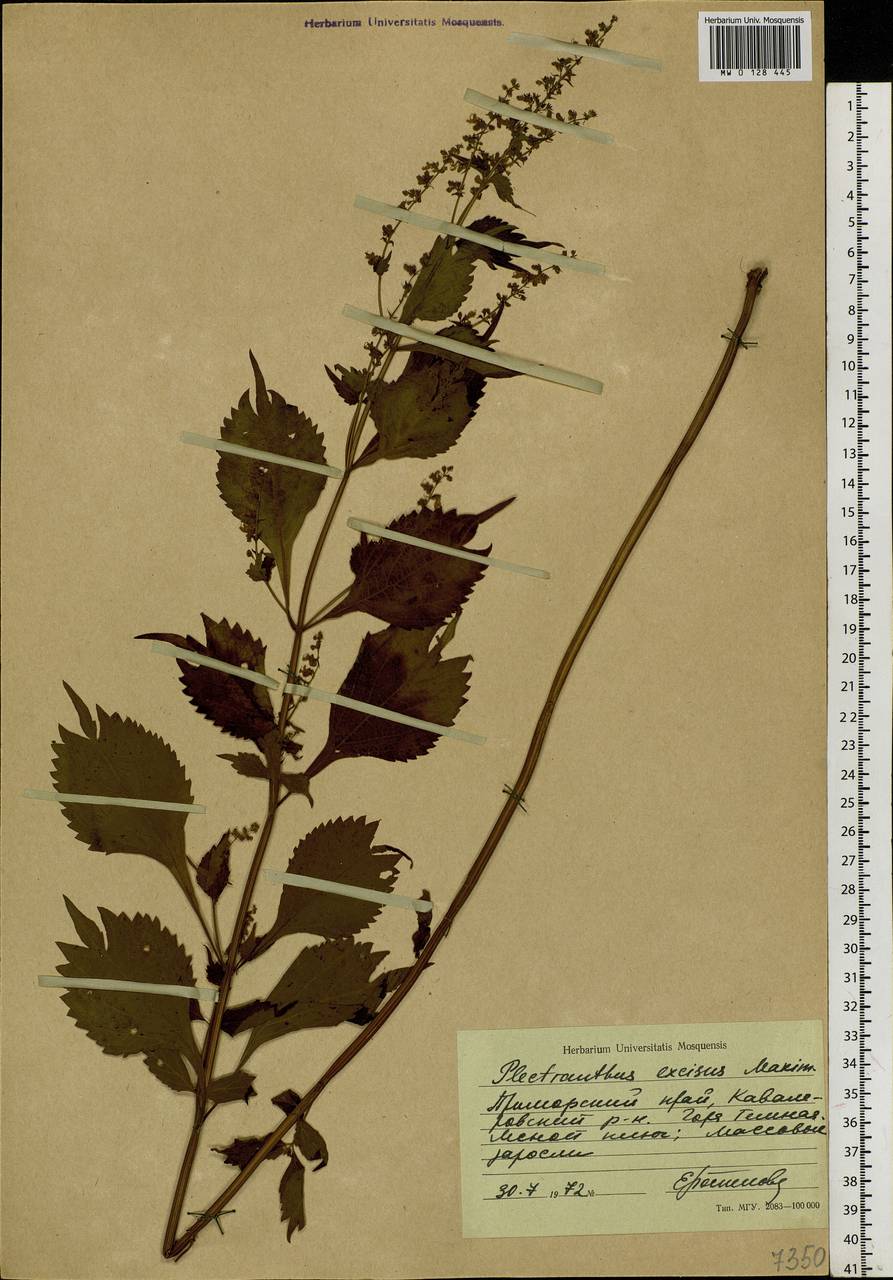 Isodon excisus (Maxim.) Kudô, Siberia, Russian Far East (S6) (Russia)