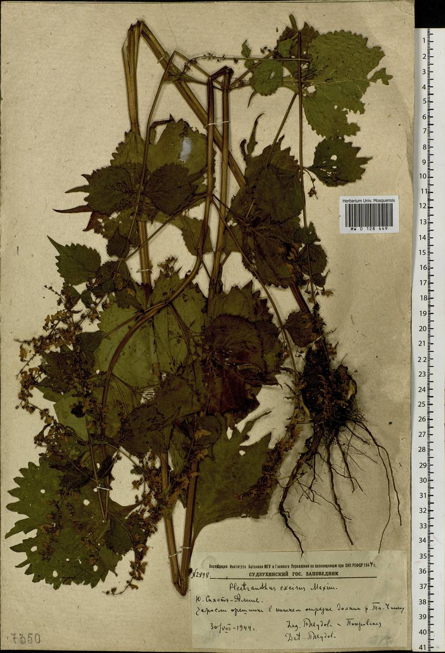 Isodon excisus (Maxim.) Kudô, Siberia, Russian Far East (S6) (Russia)
