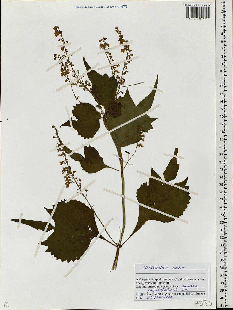 Isodon excisus (Maxim.) Kudô, Siberia, Russian Far East (S6) (Russia)