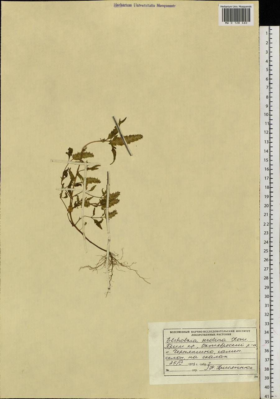 Elsholtzia serotina Kom., Siberia, Russian Far East (S6) (Russia)