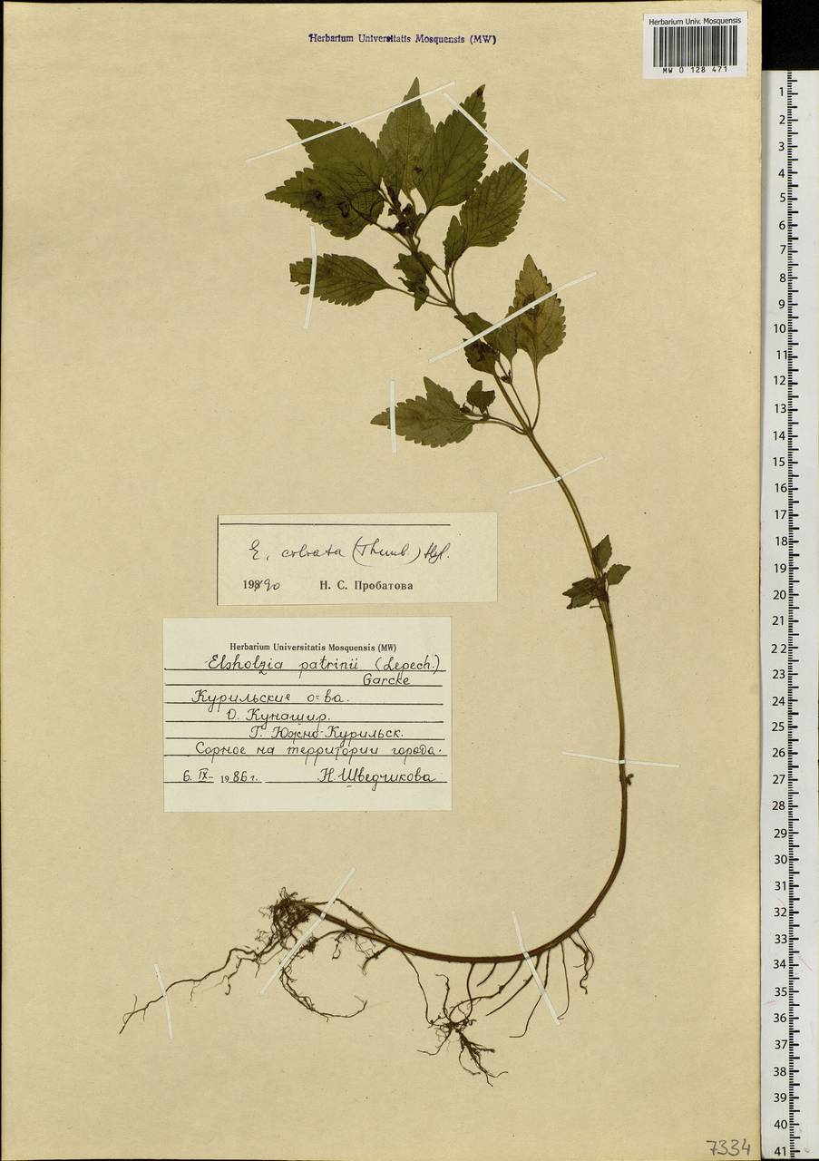 Elsholtzia ciliata (Thunb.) Hyl., Siberia, Russian Far East (S6) (Russia)