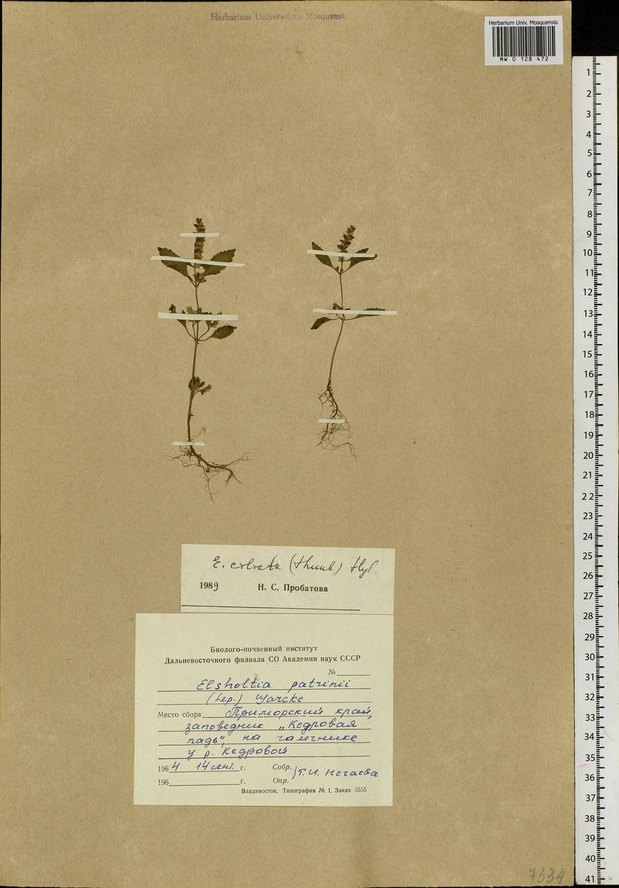 Elsholtzia ciliata (Thunb.) Hyl., Siberia, Russian Far East (S6) (Russia)