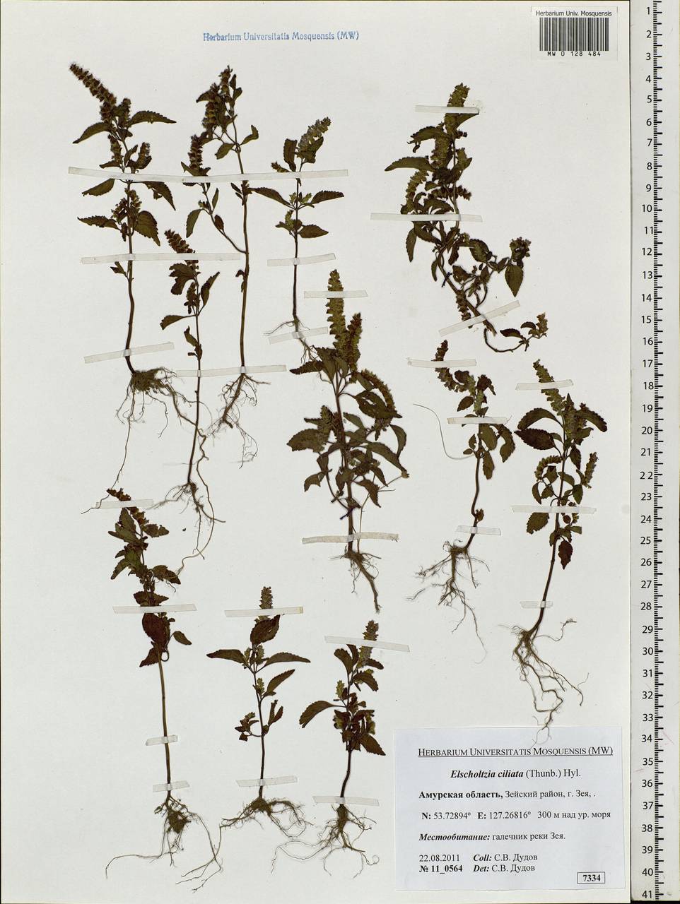 Elsholtzia ciliata (Thunb.) Hyl., Siberia, Russian Far East (S6) (Russia)