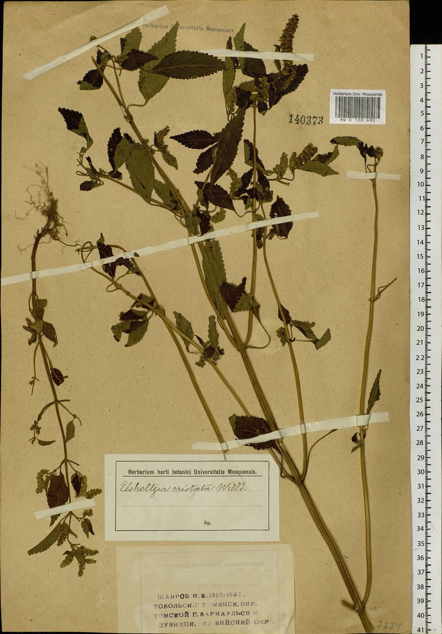 Elsholtzia ciliata (Thunb.) Hyl., Siberia (no precise locality) (S0) (Russia)