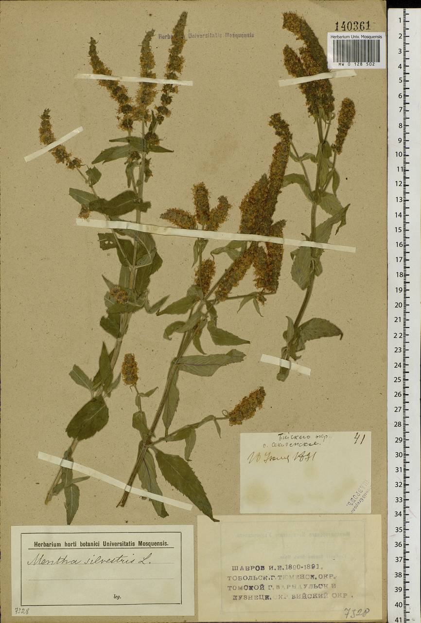 Mentha longifolia (L.) Huds., Siberia, Western (Kazakhstan) Altai Mountains (S2a) (Kazakhstan)