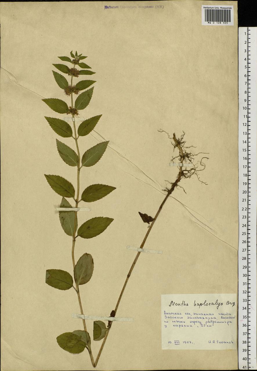 Mentha canadensis L., Siberia, Russian Far East (S6) (Russia)