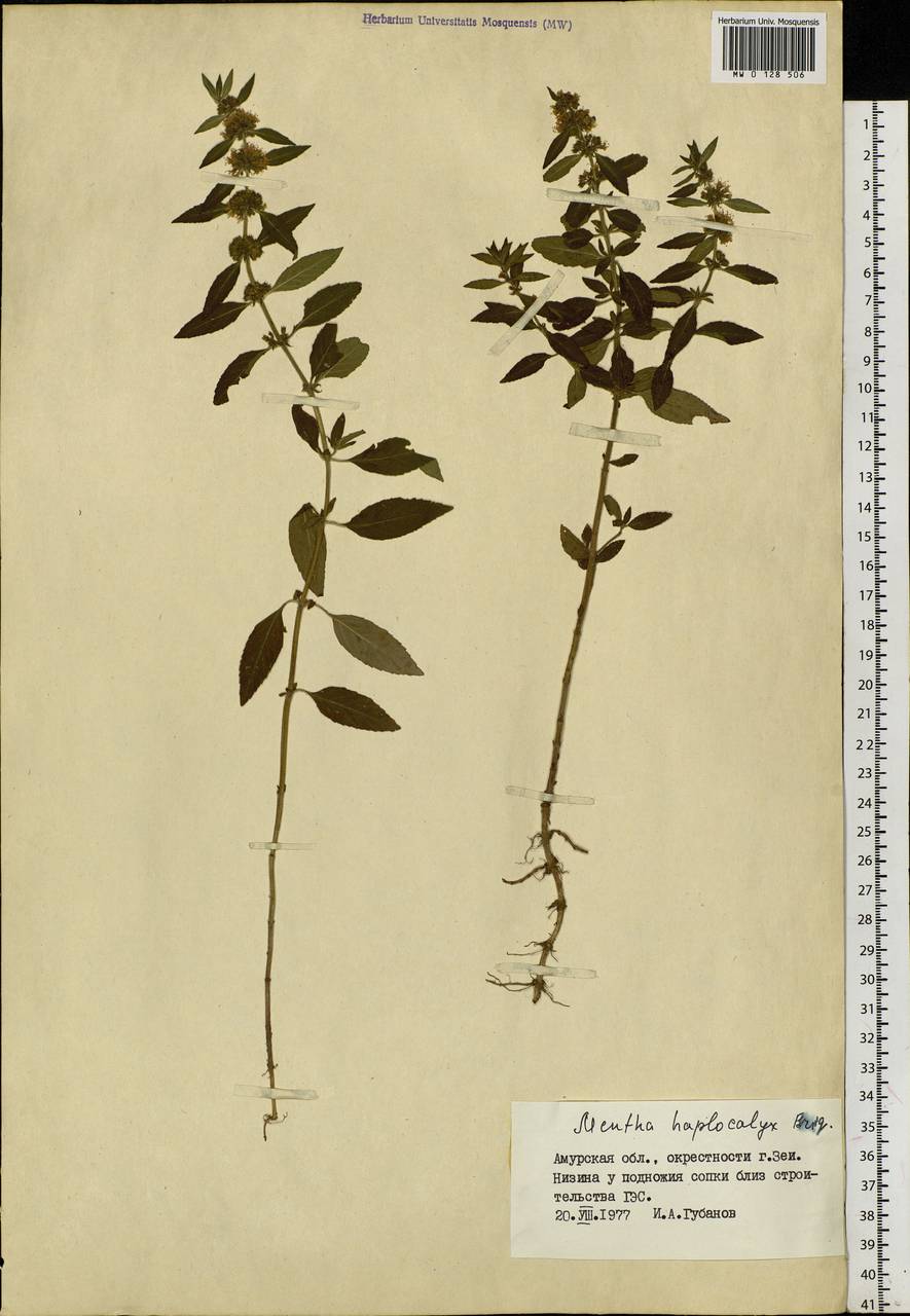 Mentha canadensis L., Siberia, Russian Far East (S6) (Russia)