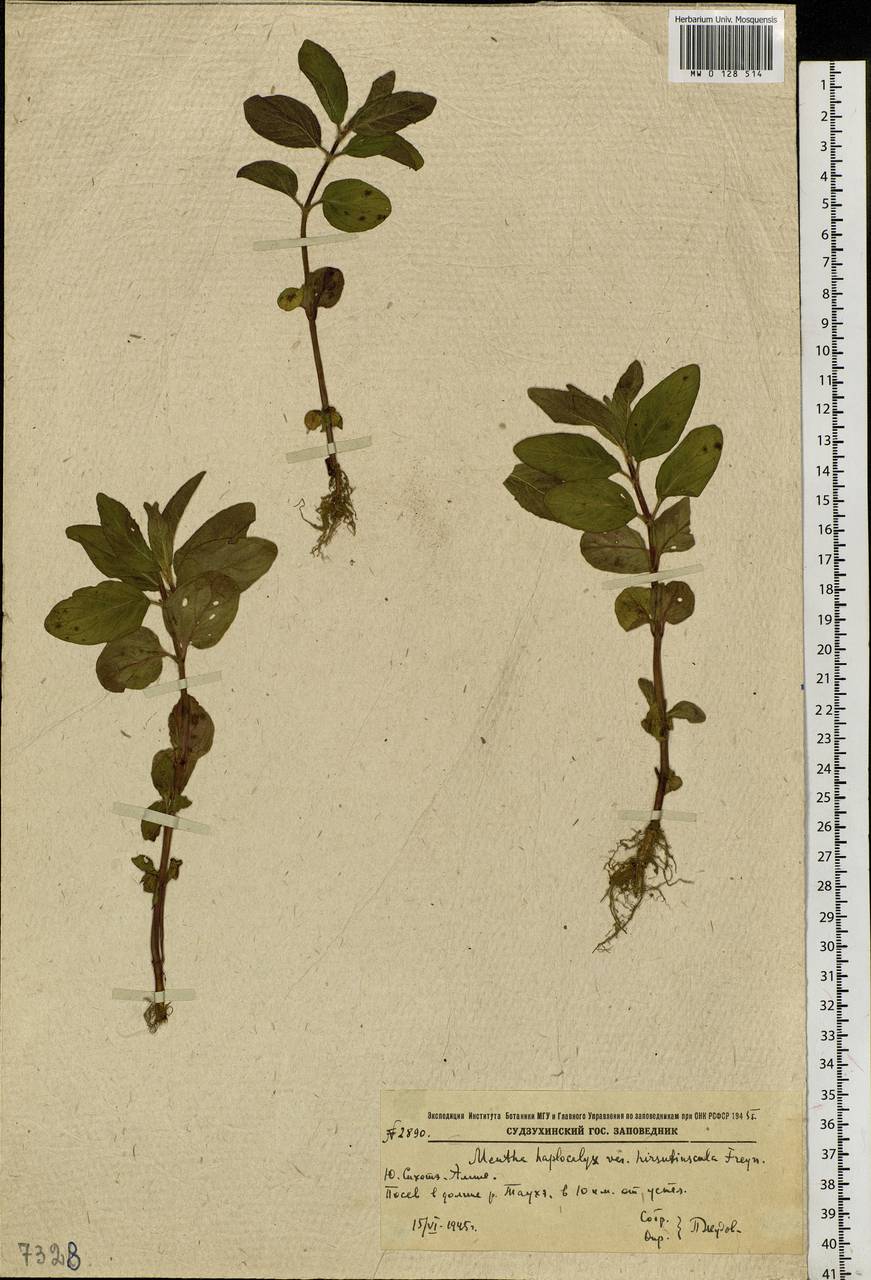 Mentha canadensis L., Siberia, Russian Far East (S6) (Russia)