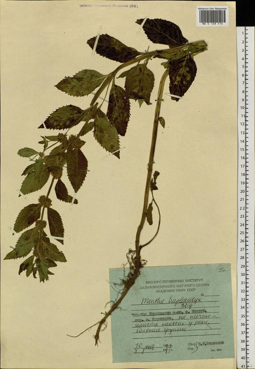 Mentha canadensis L., Siberia, Russian Far East (S6) (Russia)