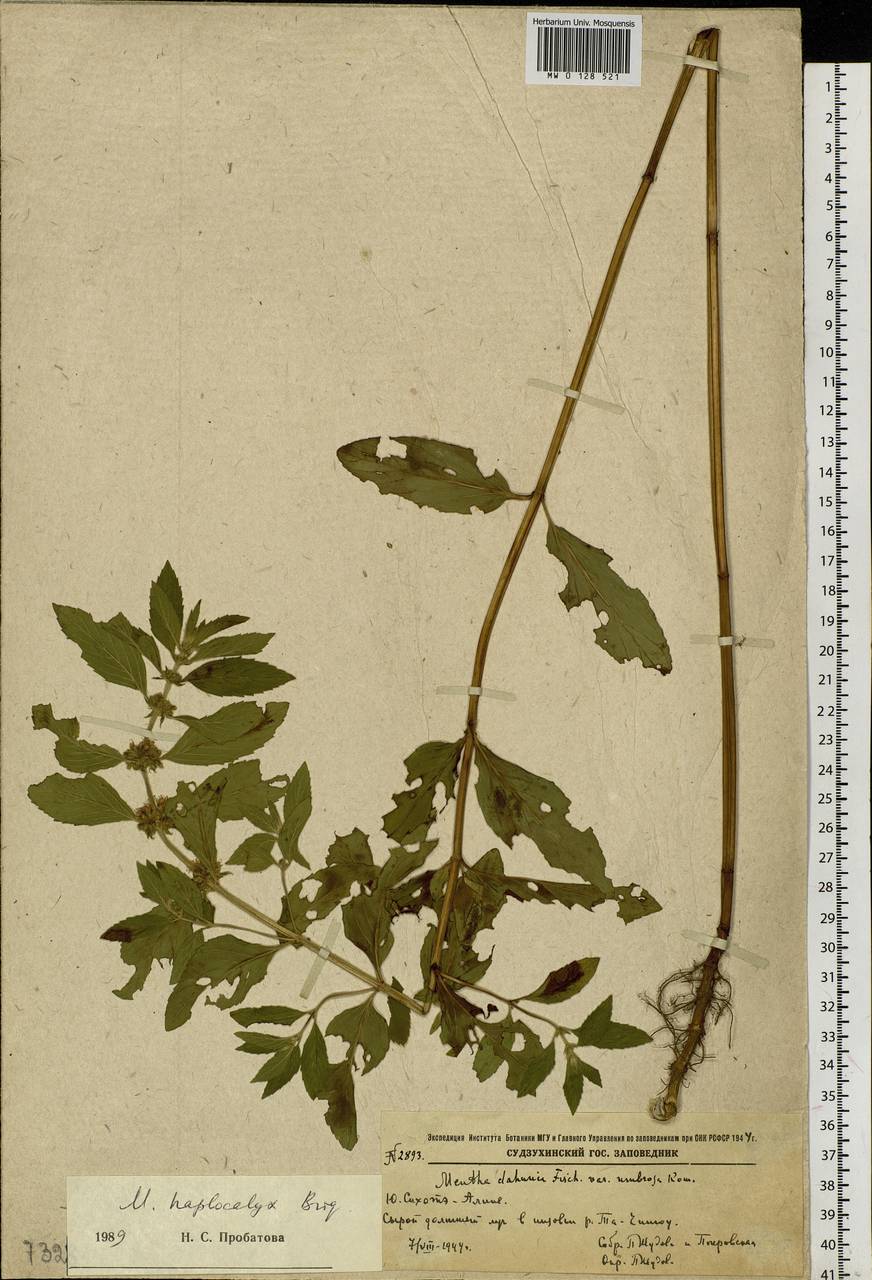 Mentha canadensis L., Siberia, Russian Far East (S6) (Russia)