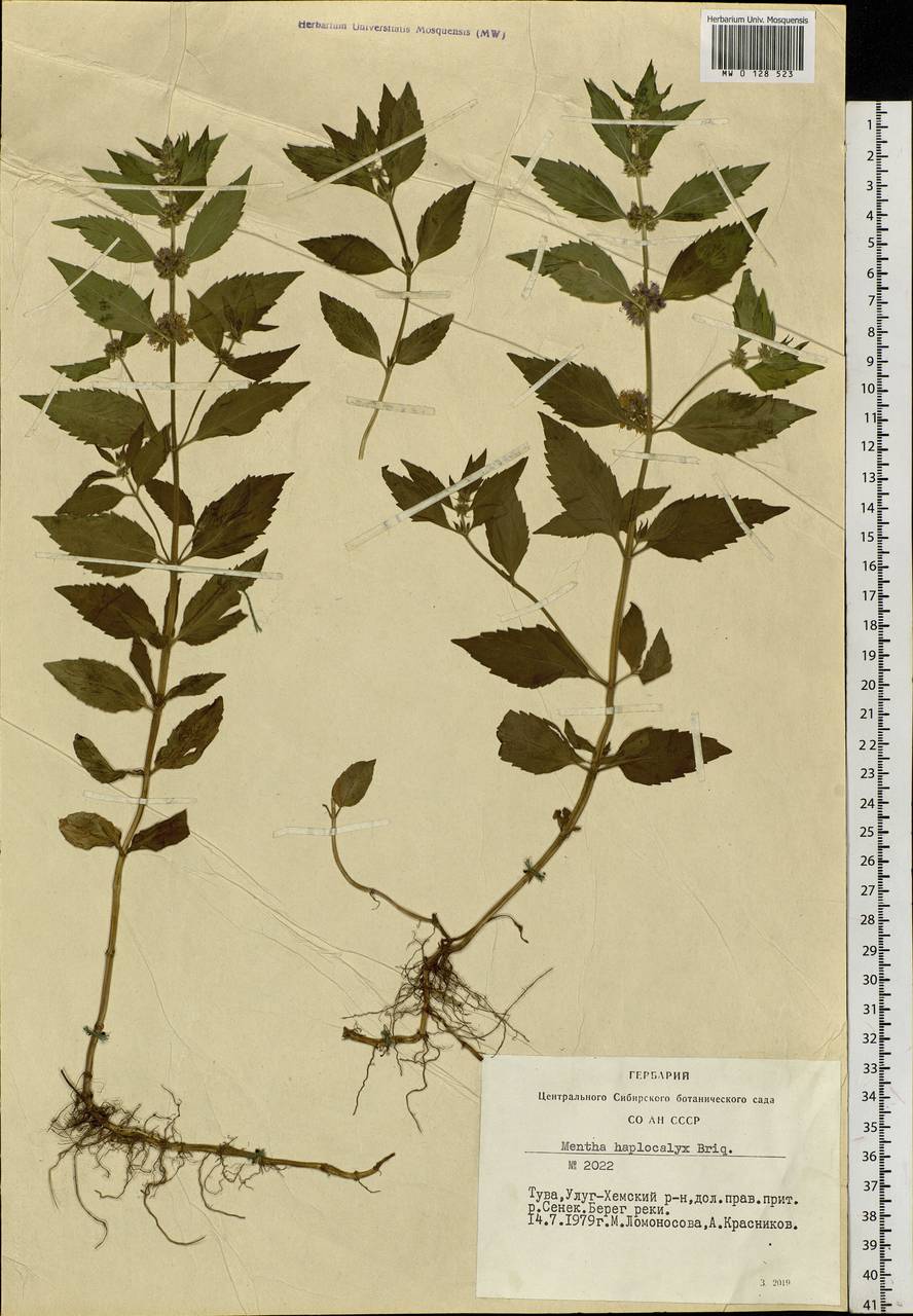 Mentha canadensis L., Siberia, Altai & Sayany Mountains (S2) (Russia)