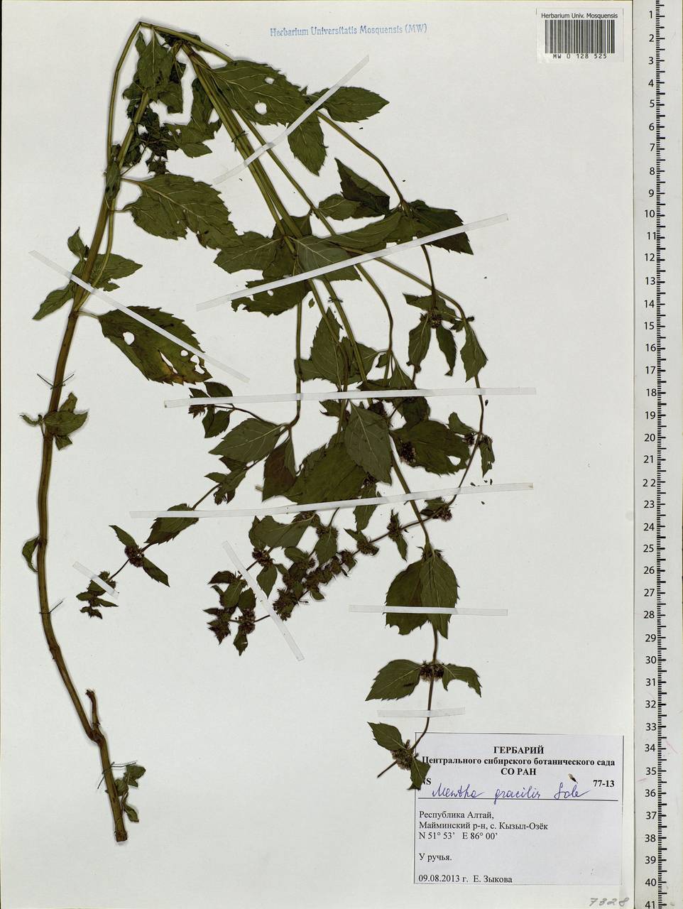 Mentha diemenica Spreng., Siberia, Altai & Sayany Mountains (S2) (Russia)