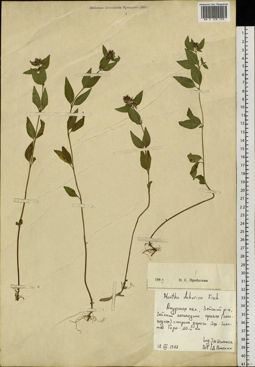 Mentha dahurica Fisch. ex Benth., Siberia, Russian Far East (S6) (Russia)