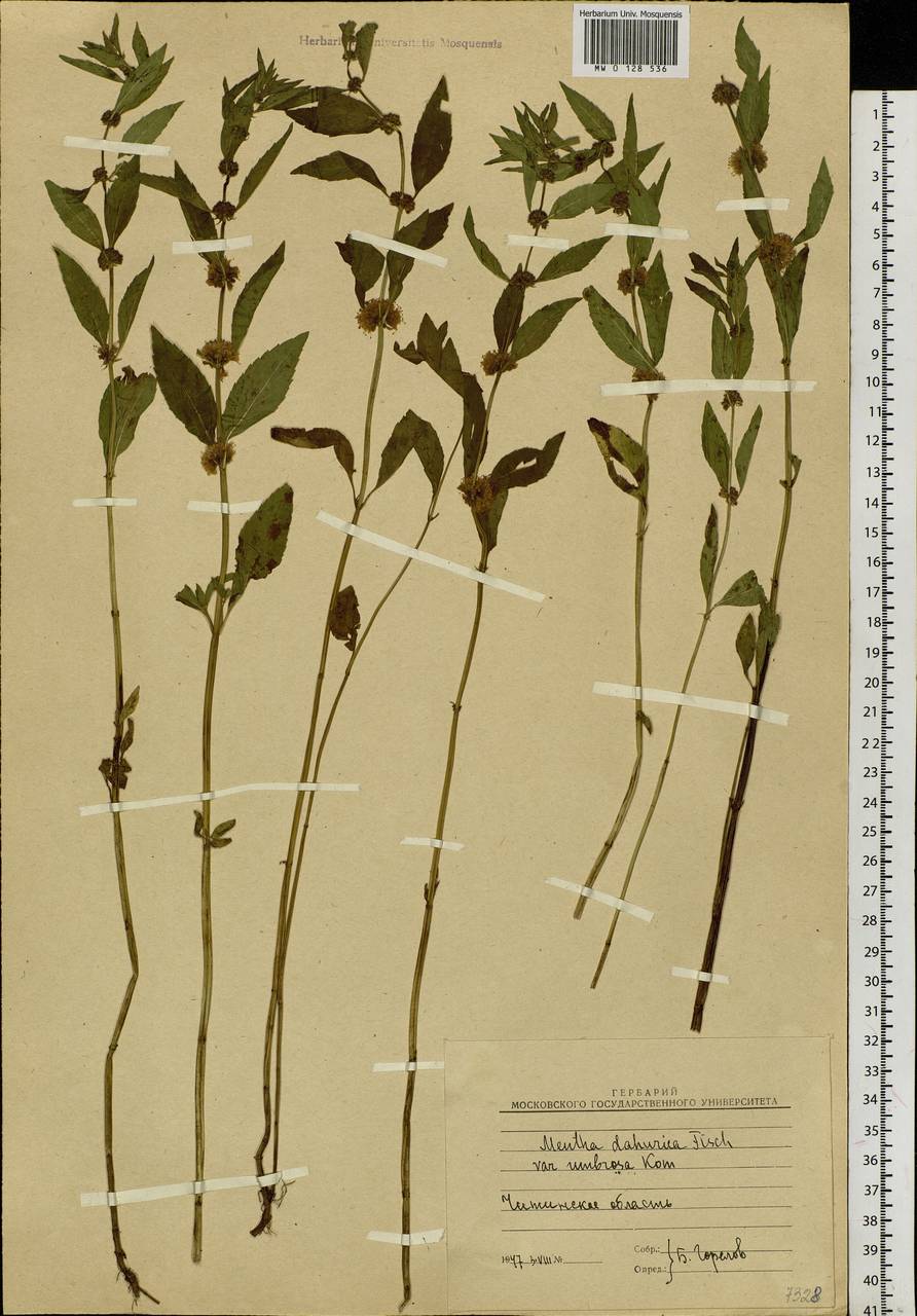 Mentha dahurica Fisch. ex Benth., Siberia, Baikal & Transbaikal region (S4) (Russia)