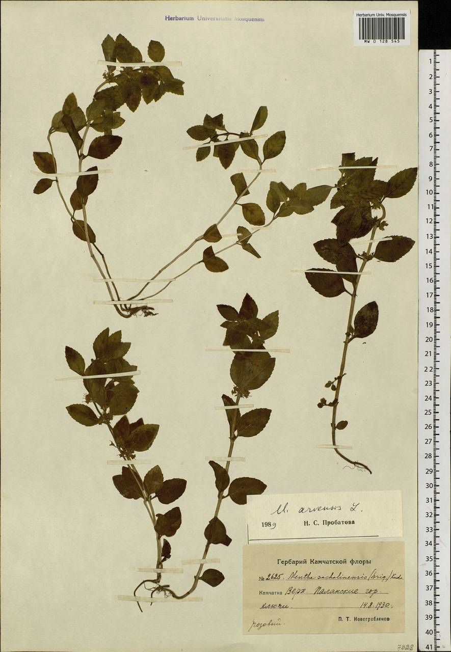 Mentha arvensis L., Siberia, Chukotka & Kamchatka (S7) (Russia)