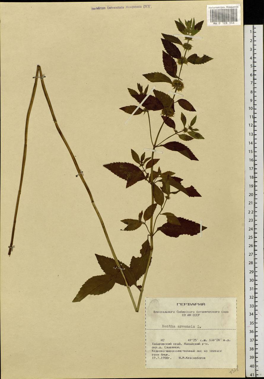 Mentha arvensis L., Siberia, Russian Far East (S6) (Russia)