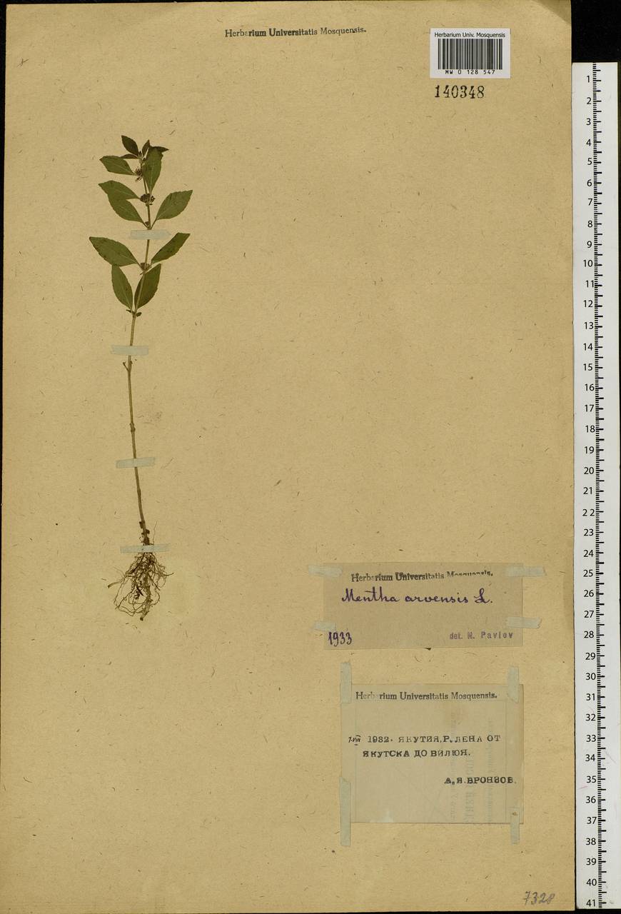 Mentha arvensis L., Siberia, Yakutia (S5) (Russia)