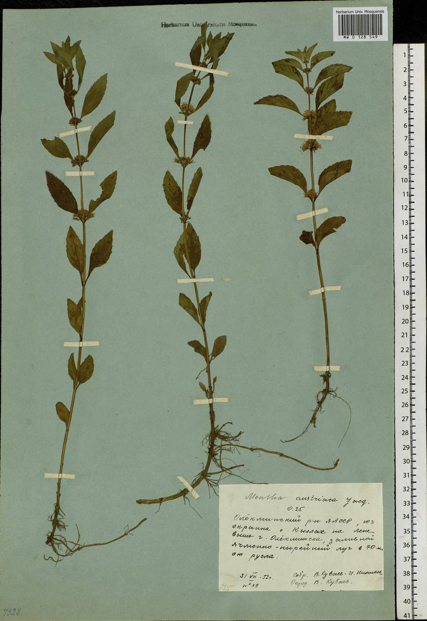 Mentha arvensis L., Siberia, Yakutia (S5) (Russia)