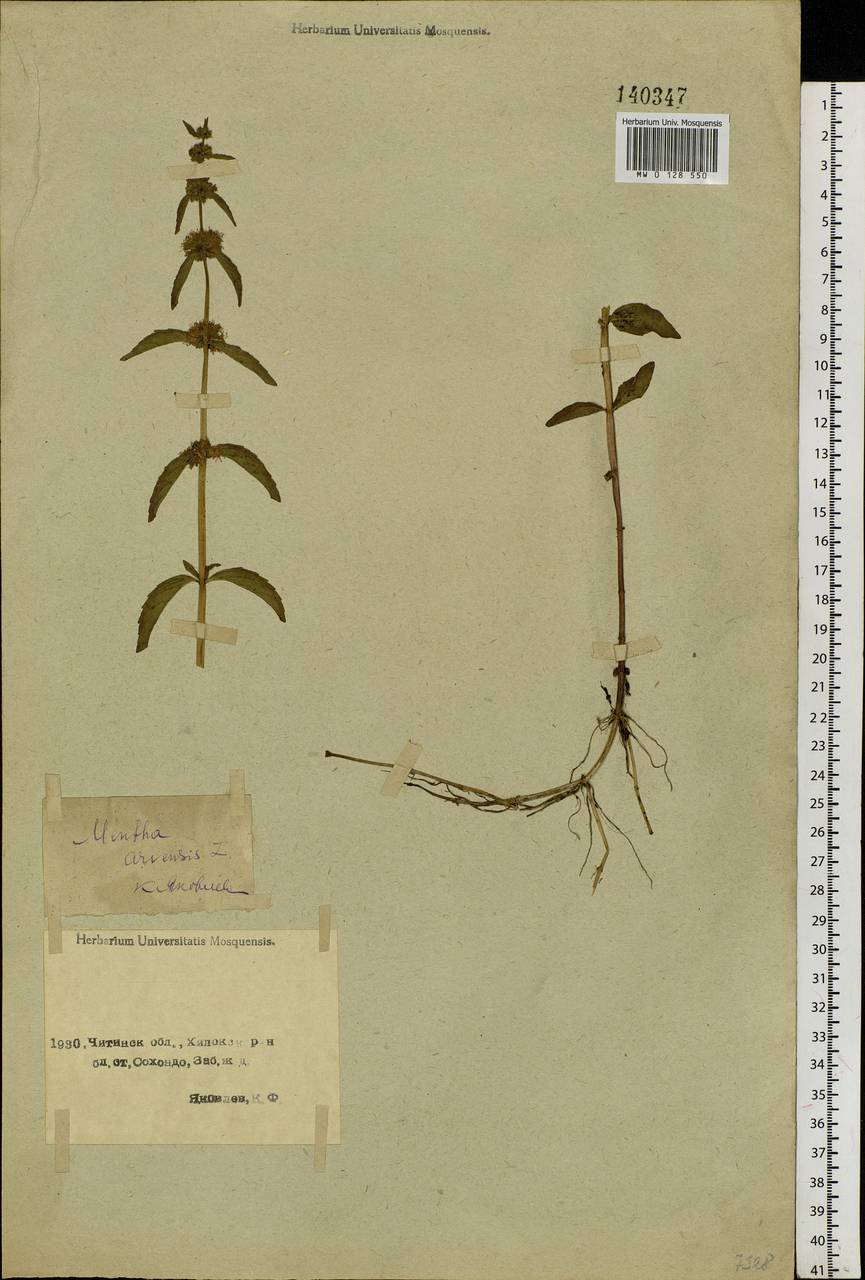 Mentha arvensis L., Siberia, Baikal & Transbaikal region (S4) (Russia)