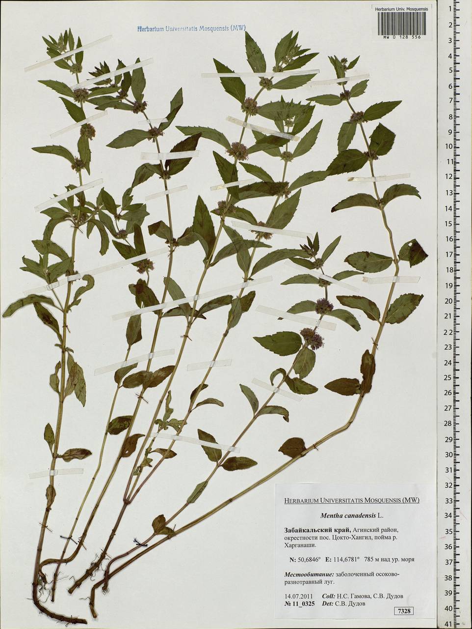 Mentha arvensis L., Siberia, Baikal & Transbaikal region (S4) (Russia)