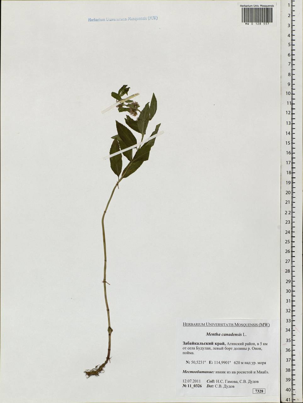 Mentha arvensis L., Siberia, Baikal & Transbaikal region (S4) (Russia)