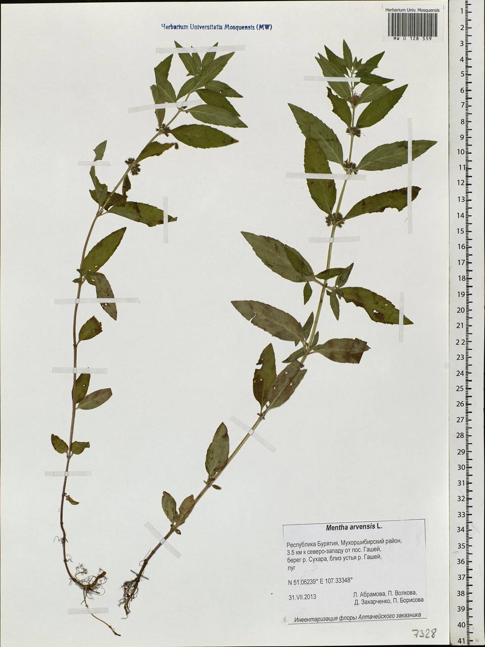 Mentha arvensis L., Siberia, Baikal & Transbaikal region (S4) (Russia)