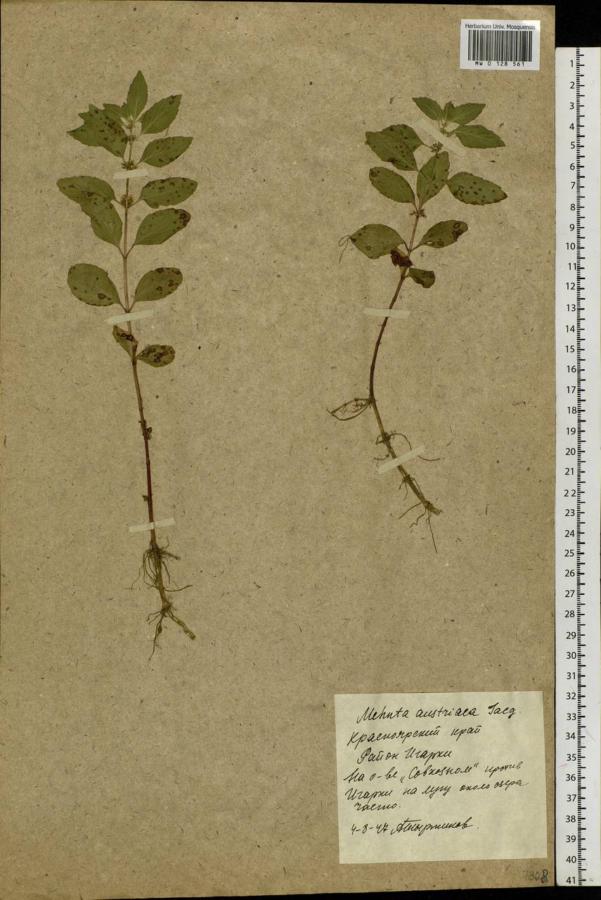 Mentha arvensis L., Siberia, Central Siberia (S3) (Russia)