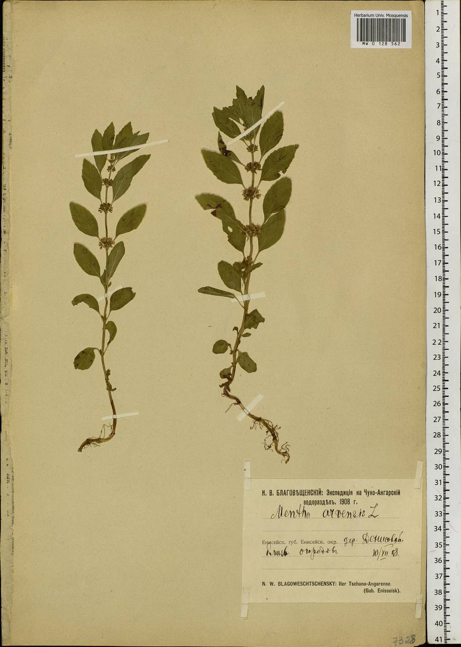 Mentha arvensis L., Siberia, Central Siberia (S3) (Russia)