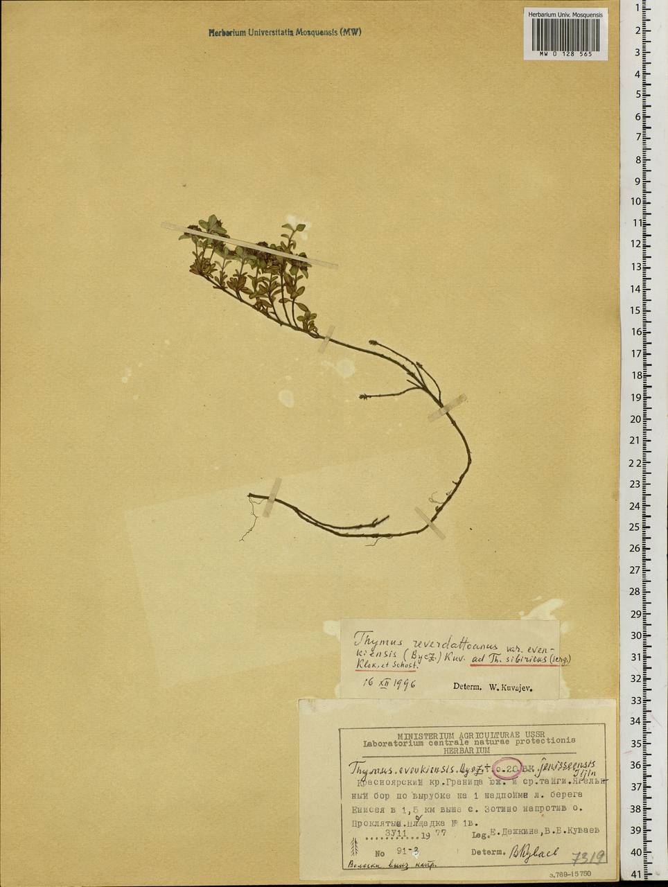 Mentha arvensis L., Siberia, Central Siberia (S3) (Russia)