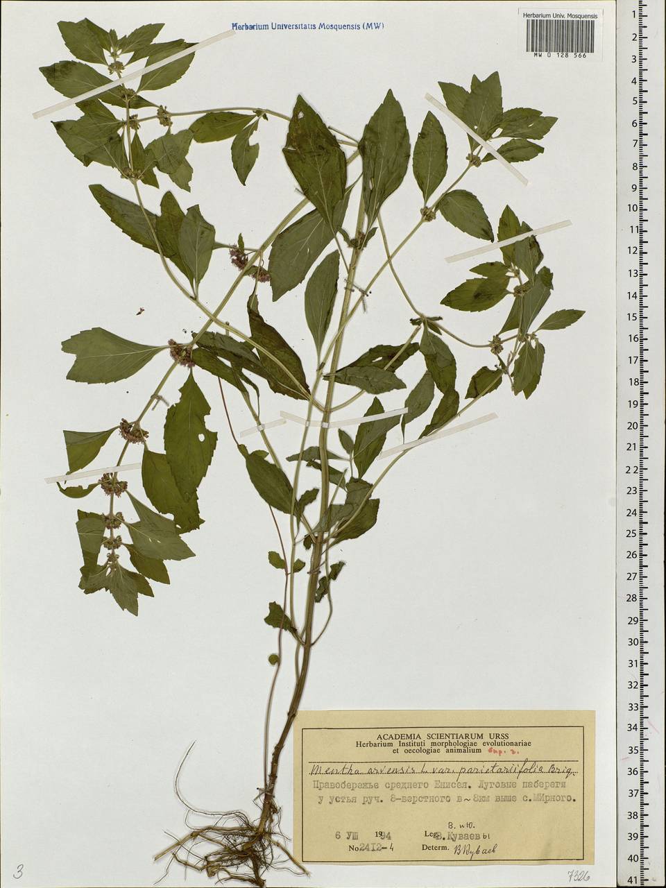 Mentha arvensis L., Siberia, Central Siberia (S3) (Russia)